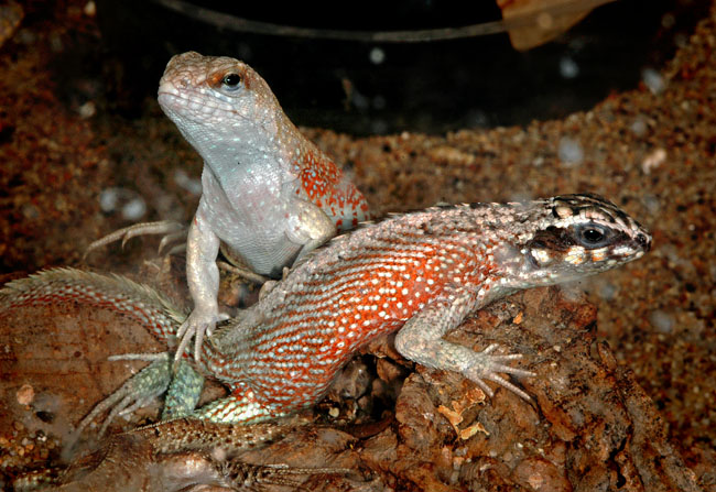 MDK_H_LZ_unknown_Swift_001