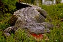 MDK_H_LZ_Alligator mississippiensis _American Alligator_002_Daddy