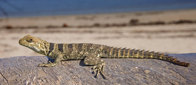 beach platted tail lizard
