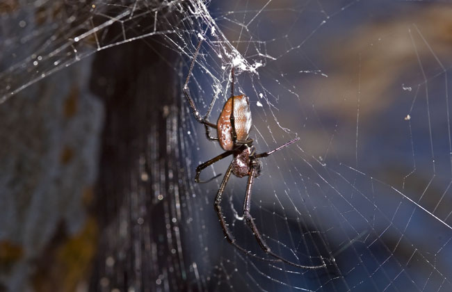 beach spider twisted web