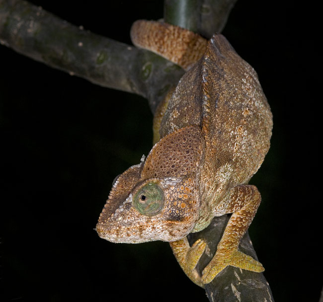 big daddy oustaleti0001