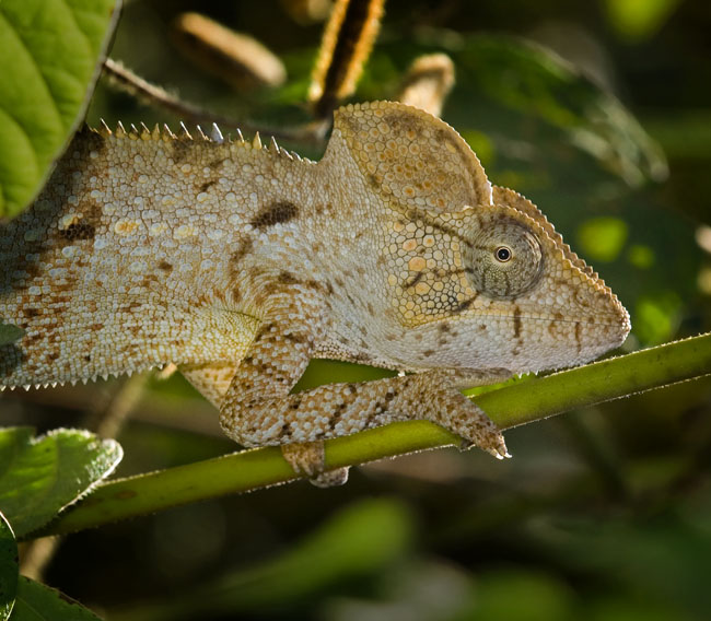 biting brown smaller oustalleit