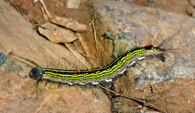 cat red dots yellow black stipes