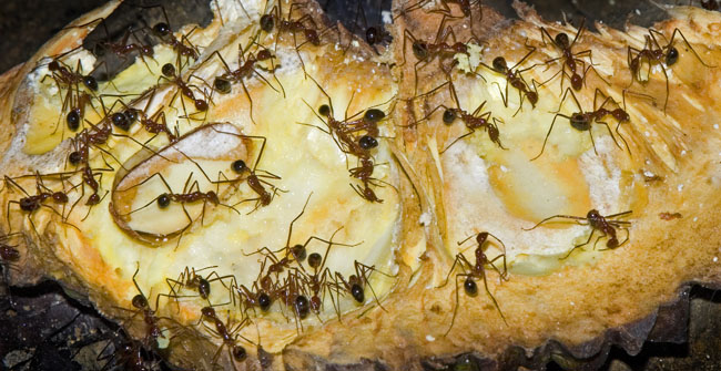 fruit ant festival