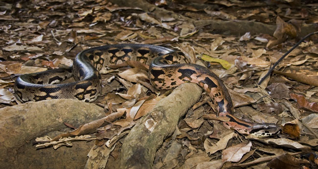 full length mad grd boa
