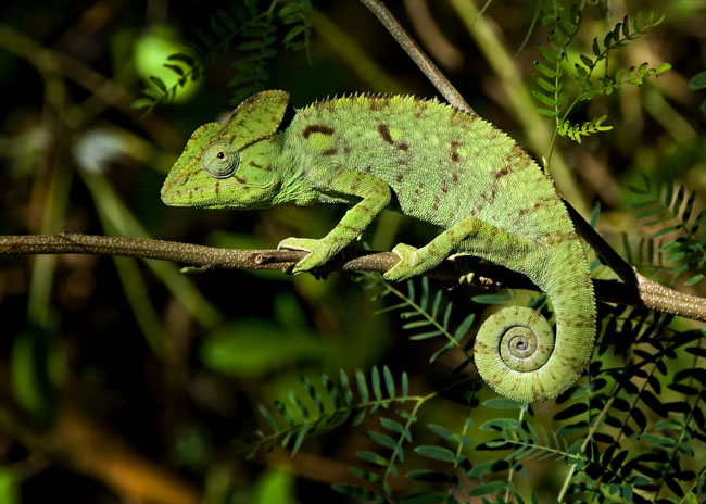 green ostelet in the bush