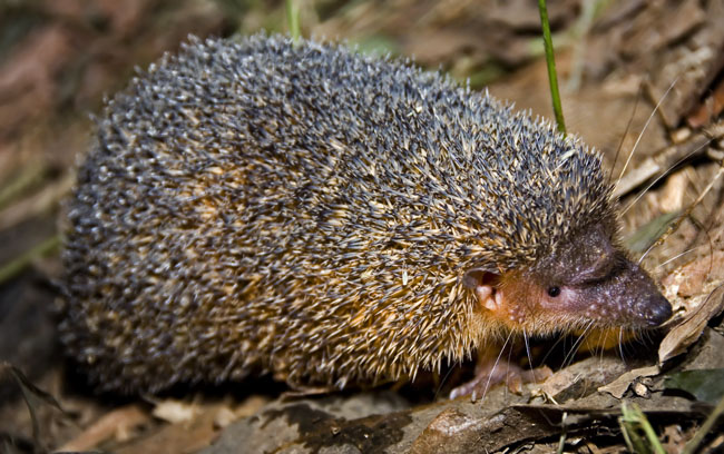 hedge hog