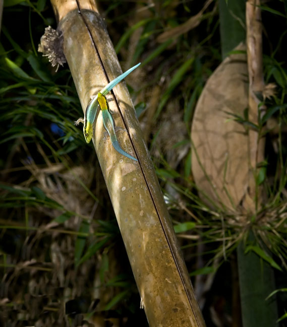 josh and alex klemmeri