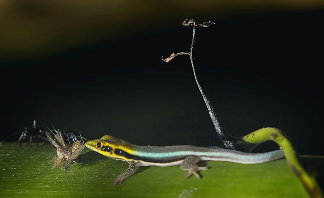 klemeri moth and hidden ants