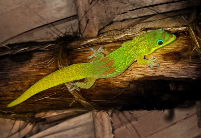 lauticauda in the house