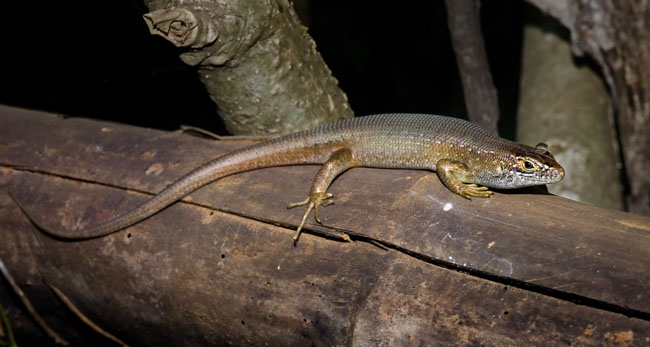 mayotte lizard