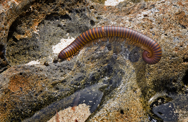 millipede