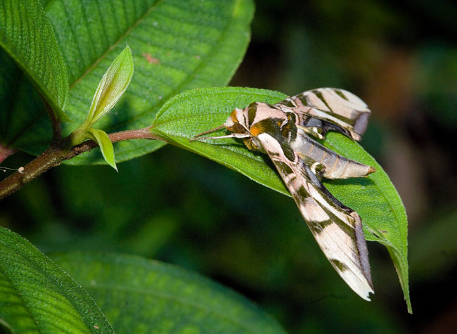 moth and leaves