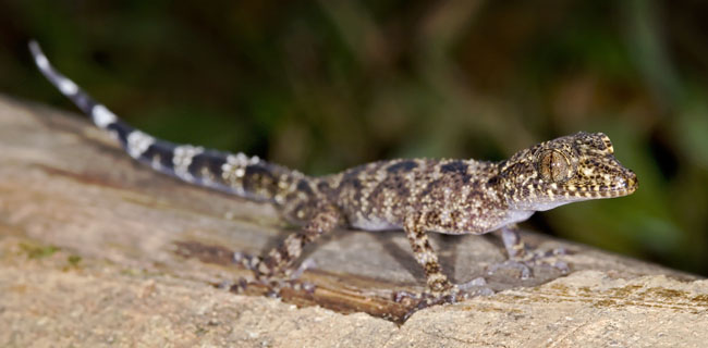 stipped tail gecko wide eyes