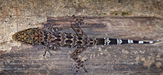 top view stripped tail