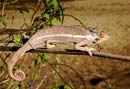MDK_H_CH_Furcifer Paradalis_Pink Panther CHameleon_003