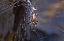 beach spider twisted web
