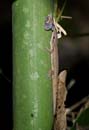 green moth brown gecko