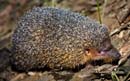 hedge hog