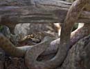 snake on logs