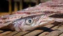 sun dried fish face